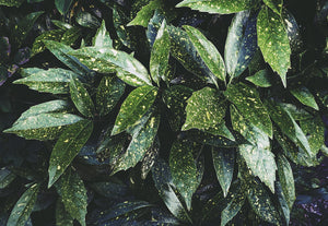 dark green foliage with yellow speckles