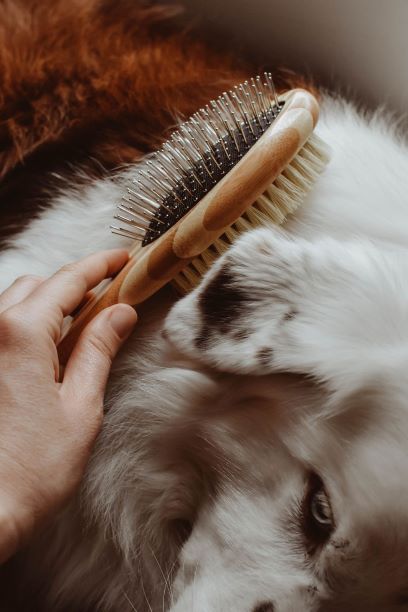 Pet Brush